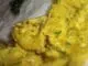 Curry de poulet